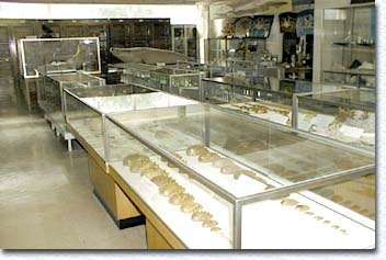 ɸ��Ÿ�����β���