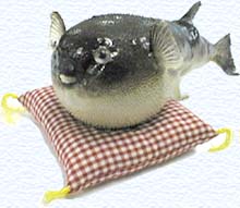 �޳����դ�����ʪ