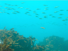 �¸�����