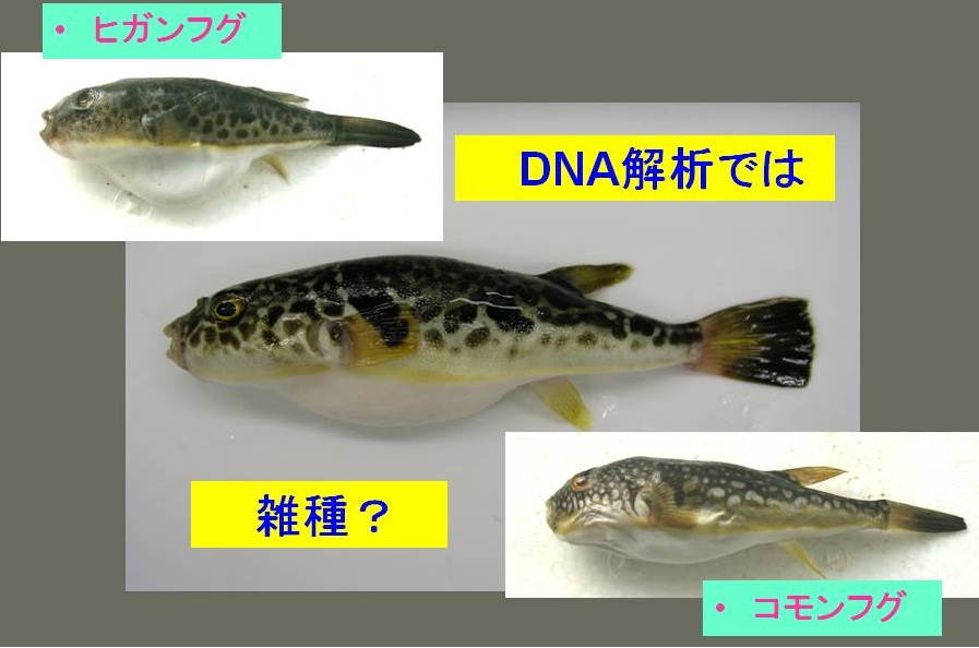 ���򿩤٤����θ���