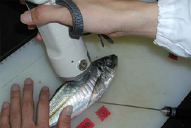 �Ż��̳�����