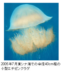 �������󥯥饲����